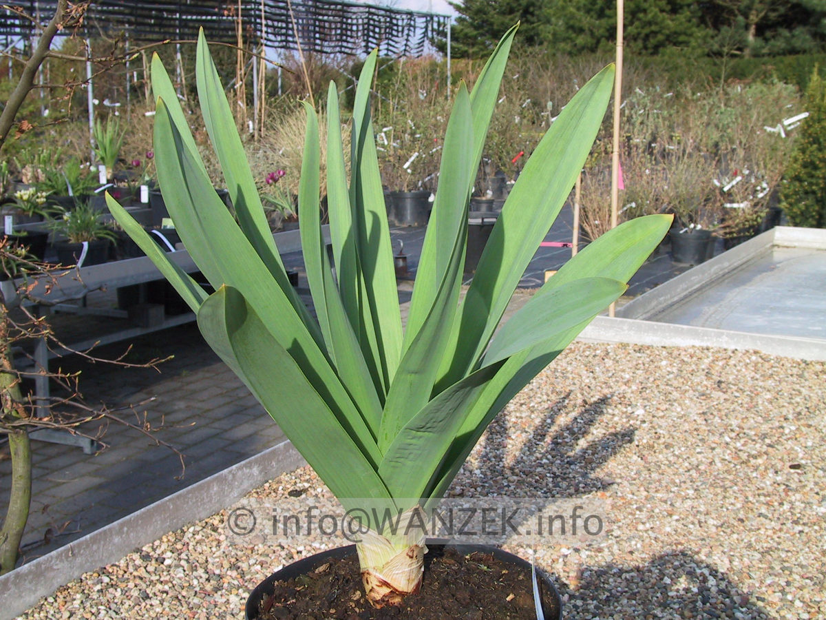 Eremurus robustus - Austrieb03.JPG